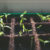 Group logo of Homegrown